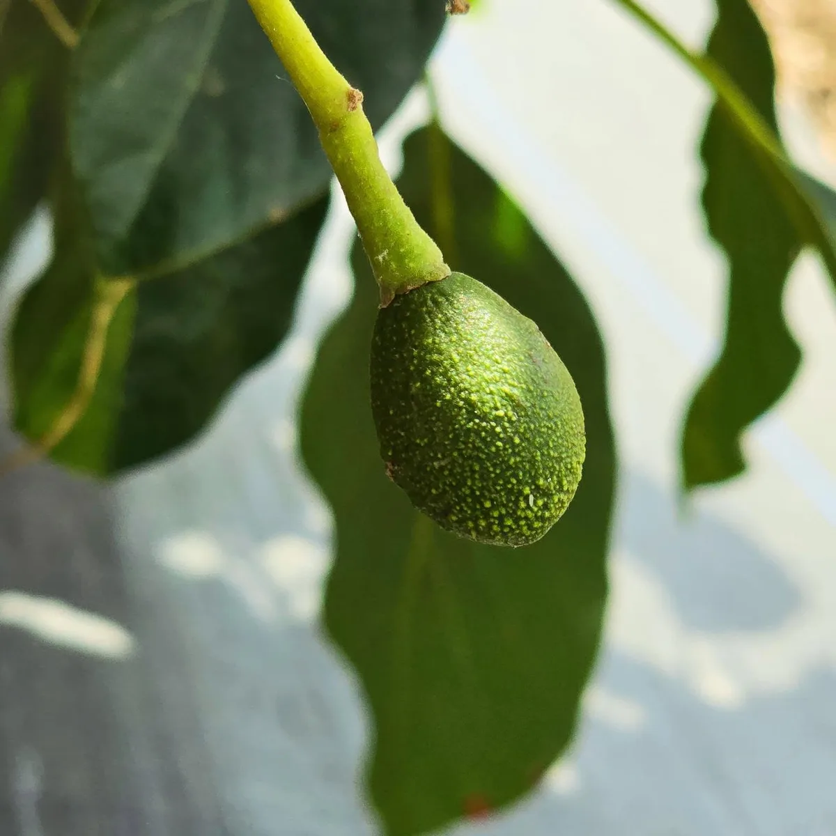Avocados on the tree