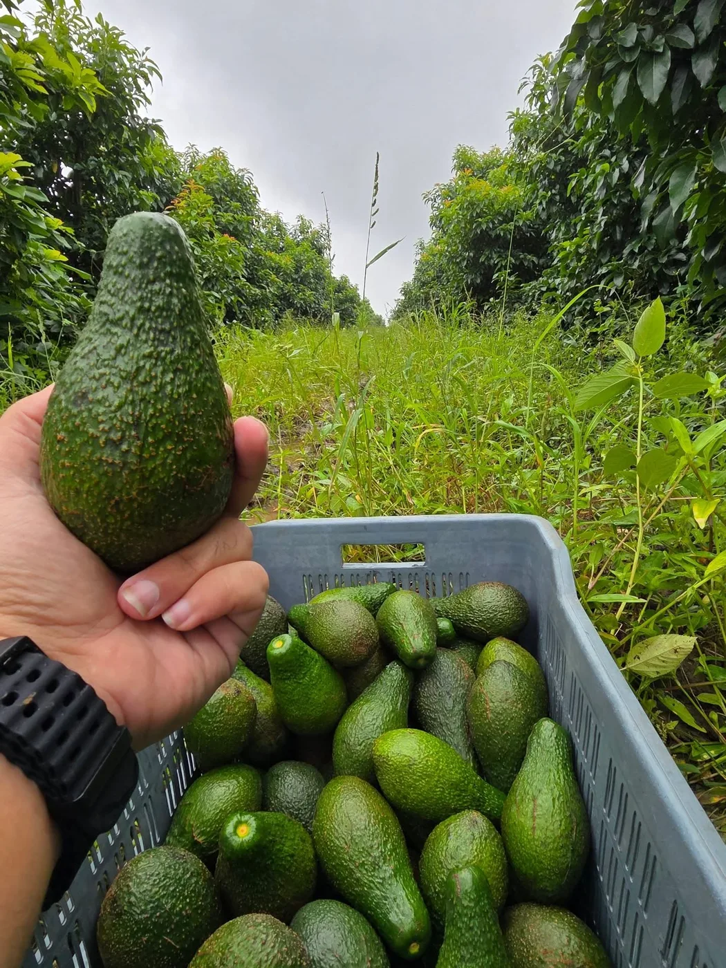 Avocados