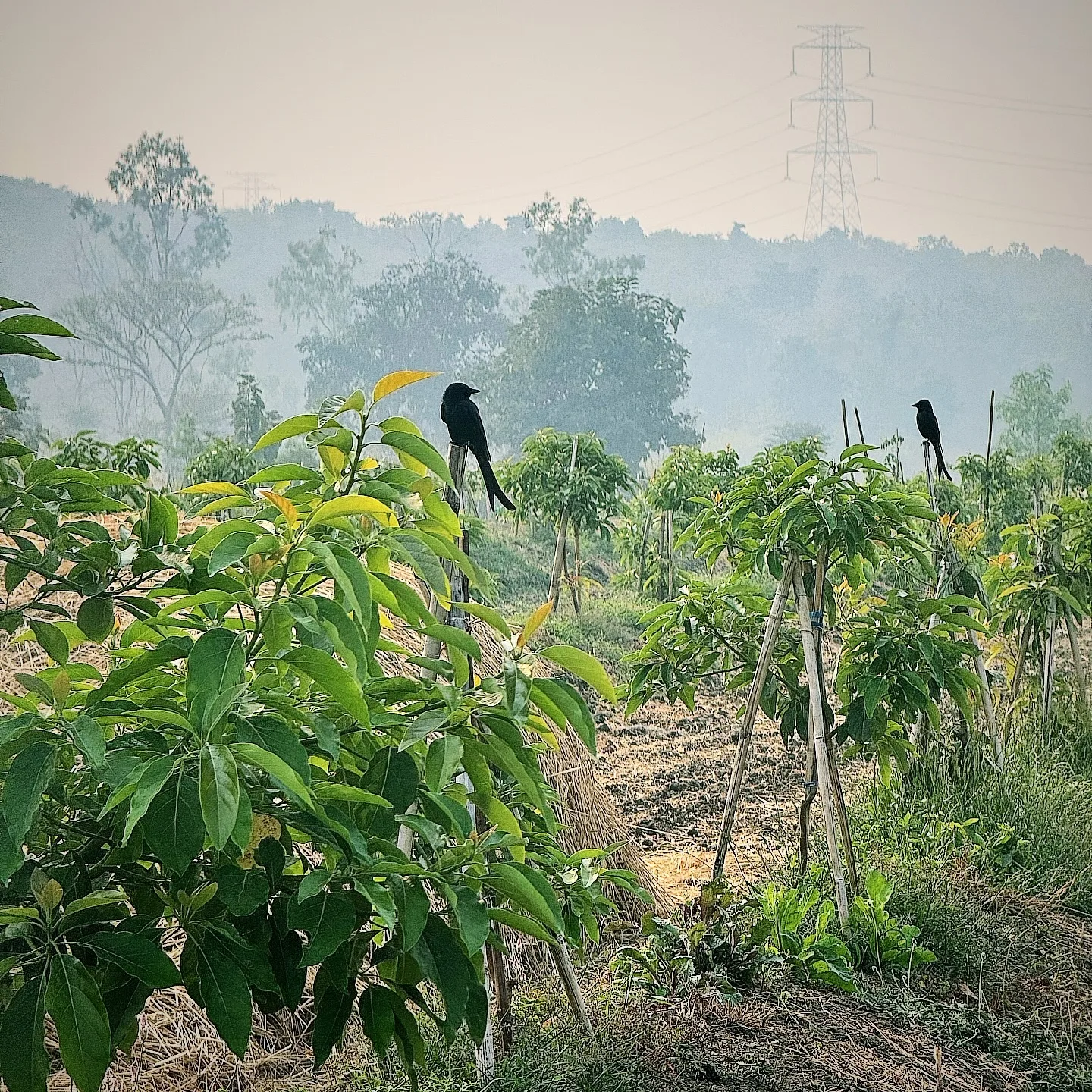 Misty orchard at dawn