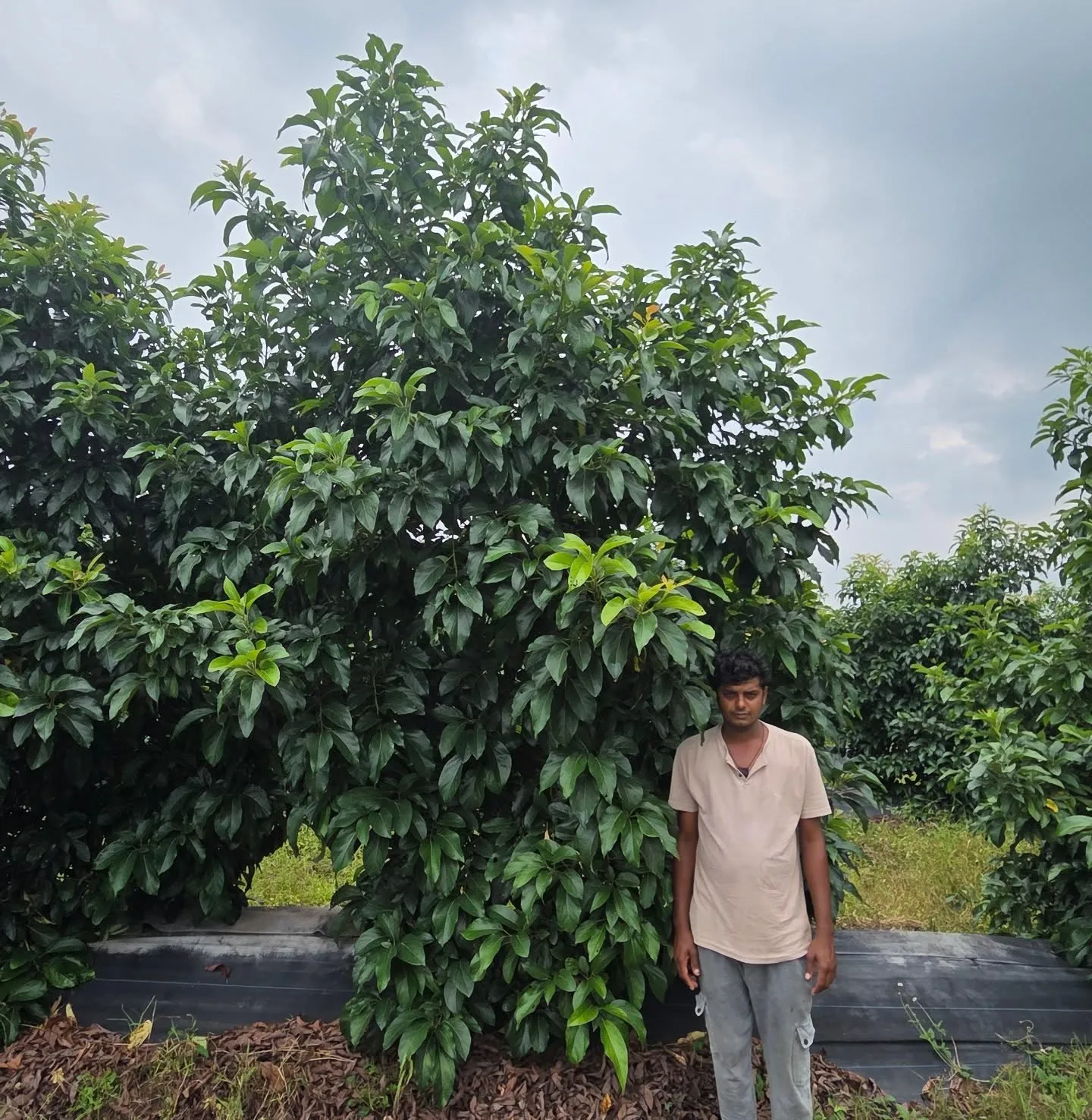 Rows of avocado trees at RK Agro Estate